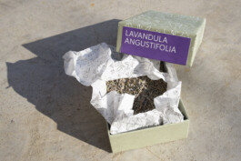 Terrafrata Celinehurka Small 081